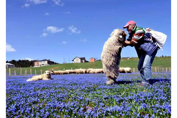 Kadıralak Yaylası Mor Yayla Turu