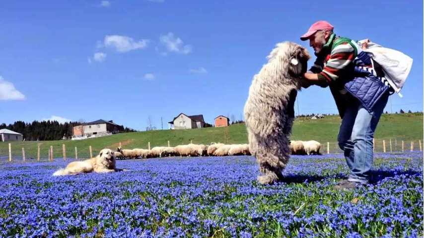 Kadıralak Yaylası Mor Yayla Turu