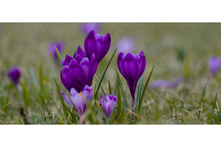 Kadıralak Yaylası Mor Yayla Turu