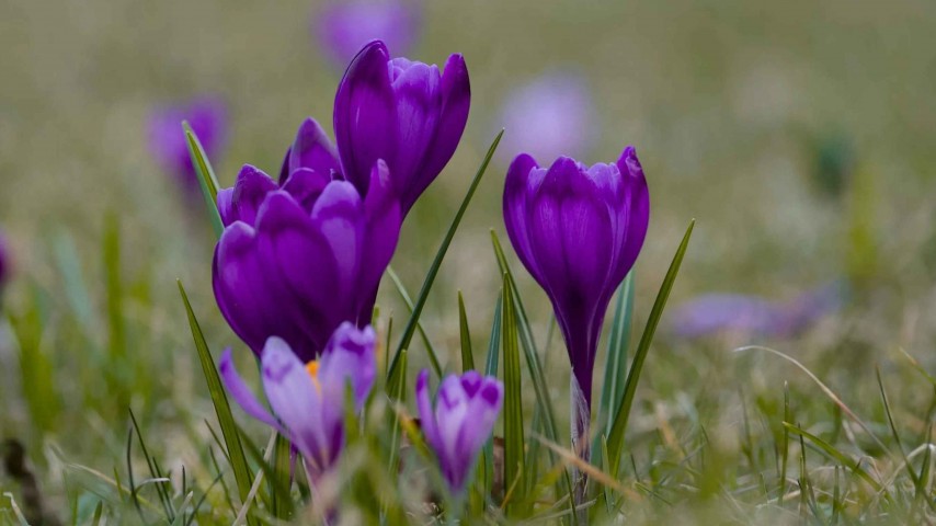 Kadıralak Yaylası Mor Yayla Turu