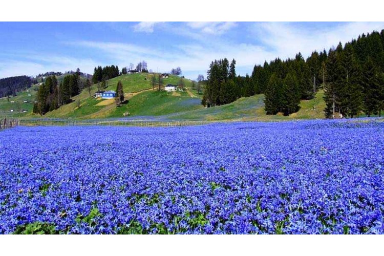 Kadıralak Yaylası Mor Yayla Turu