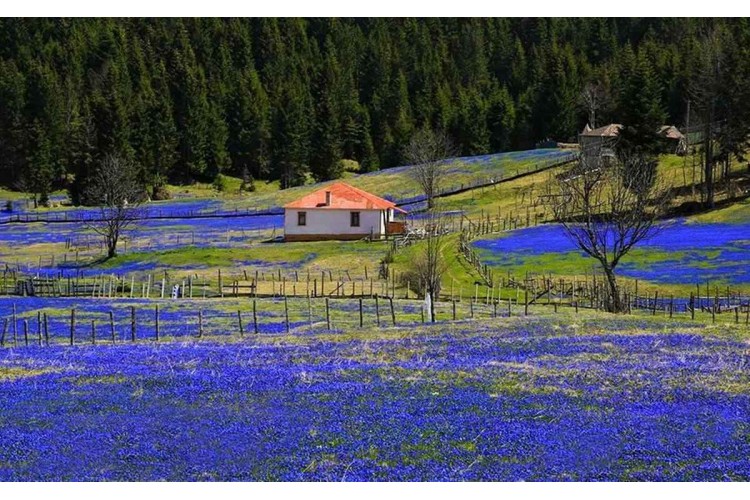 Kadıralak Yaylası Mor Yayla Turu
