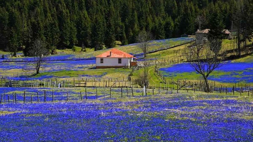 Kadıralak Yaylası Mor Yayla Turu