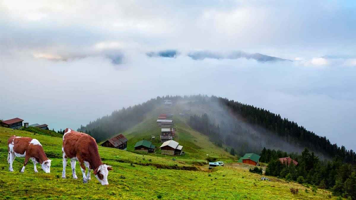 Karadeniz yayla turu kapsamında Pokut ve Sal Yaylası doğa manzarası